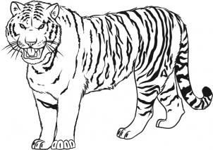 How to draw a siberian tiger step menggambar harimau hewan gambar