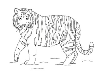 Amur tiger coloring page by mama draw it tpt