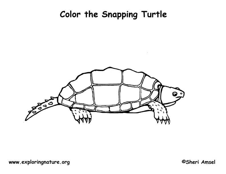 Turtle snapping coloring page