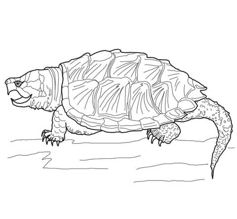 Alligator snapping turtle coloring page free printable coloring pages