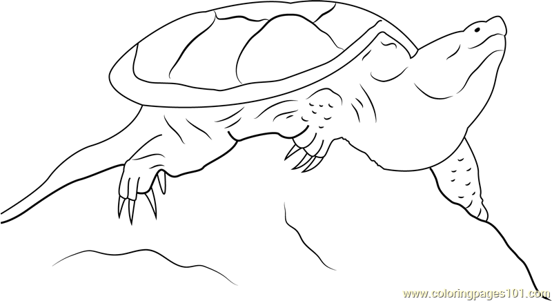 Mon snapping turtle coloring page for kids