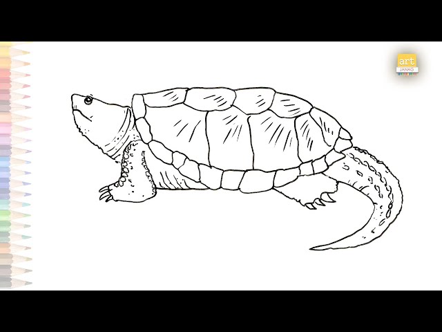 Alligator snapping turtle drawing easy how to draw alligator snapping turtle step by step