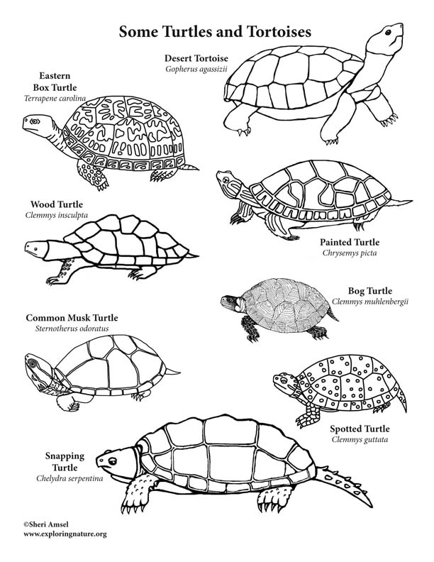Turtes and tortoises â coloring page