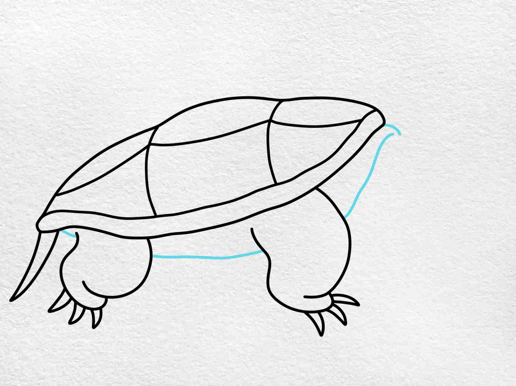 Snapping turtle drawing