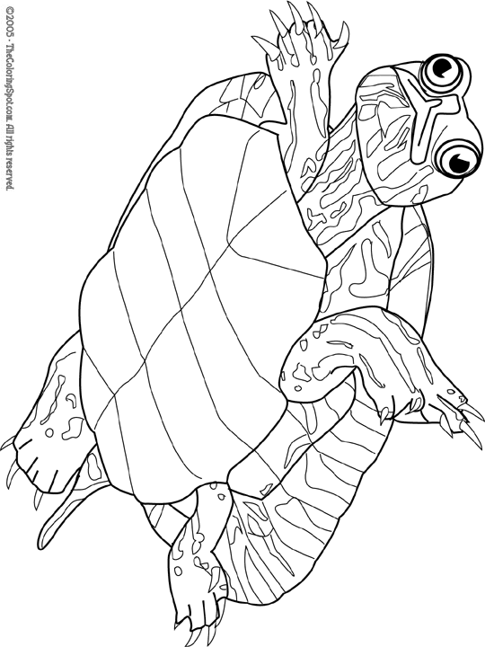 Turtle coloring page audio stories for kids free coloring pages colouring printables