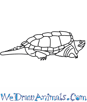 How to draw an alligator snapping turtle