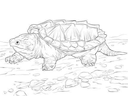 Click to see printable version of walking alligator snapping turtle coloring page turtle sketch turtle drawing turtle coloring pages