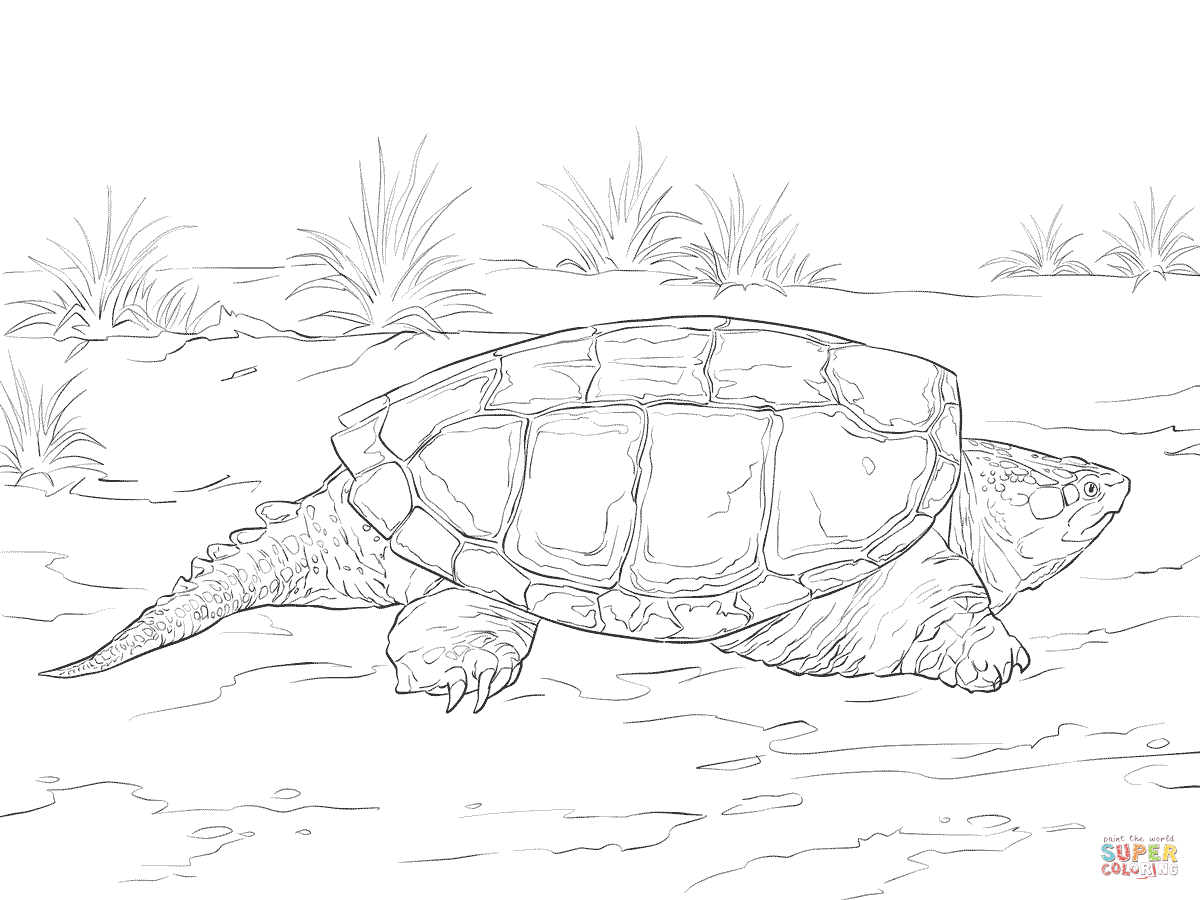 Realistic common snapping turtle coloring page free printable coloring pag in turtle coloring pag turtle drawing snapping turtle