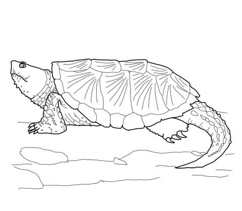 Mon snapping turtle coloring page free printable coloring pages