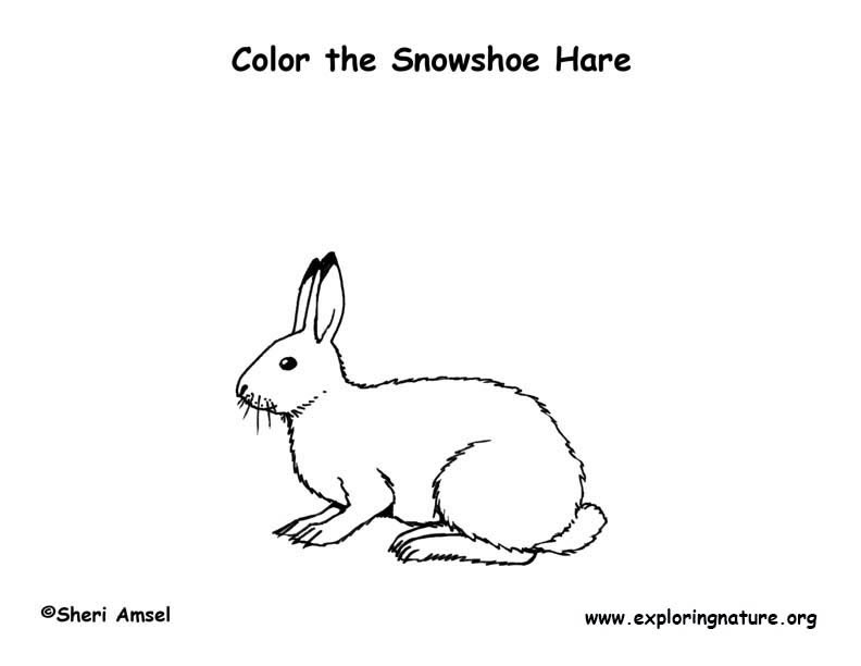 Hare snowshoe coloring page