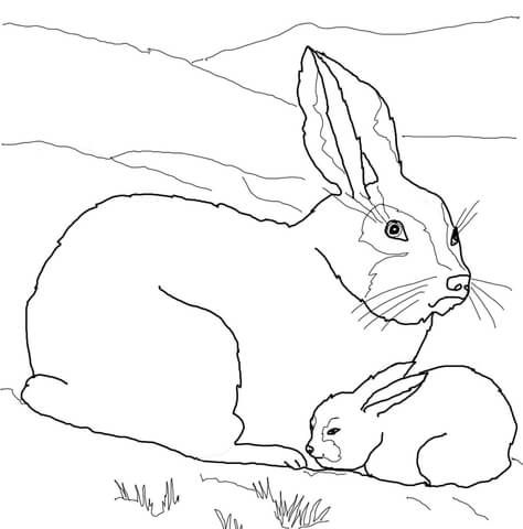 Arctic hare baby and mother coloring page from hares category select from printable crafts of carâ bunny coloring pages animal coloring pages arctic hare