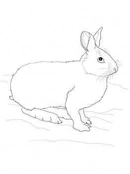 Snowshoe hare or rabbit coloring page supercoloring snowshoe hare arctic animals rabbit drawing