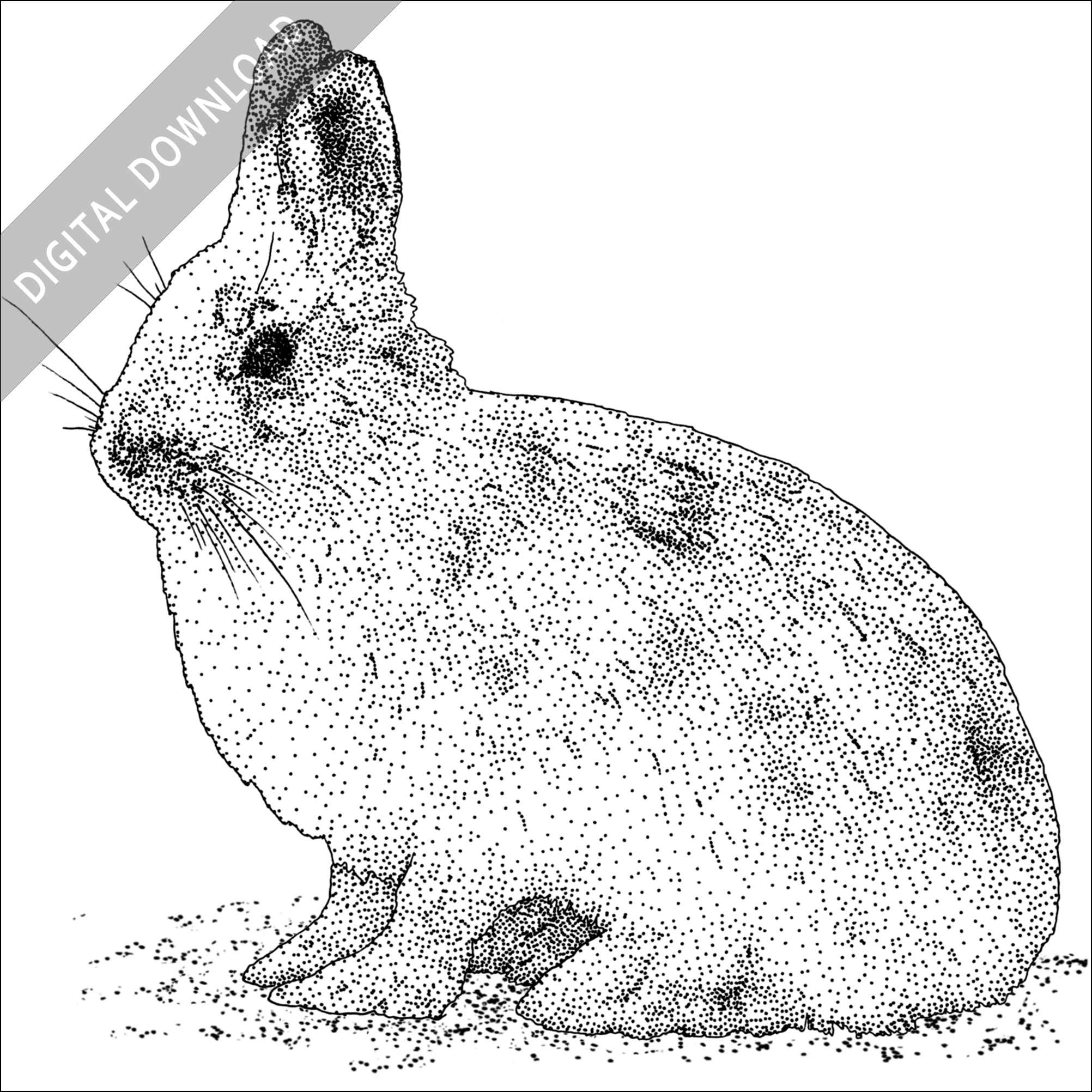 Stock art drawing of a snowshoe hare