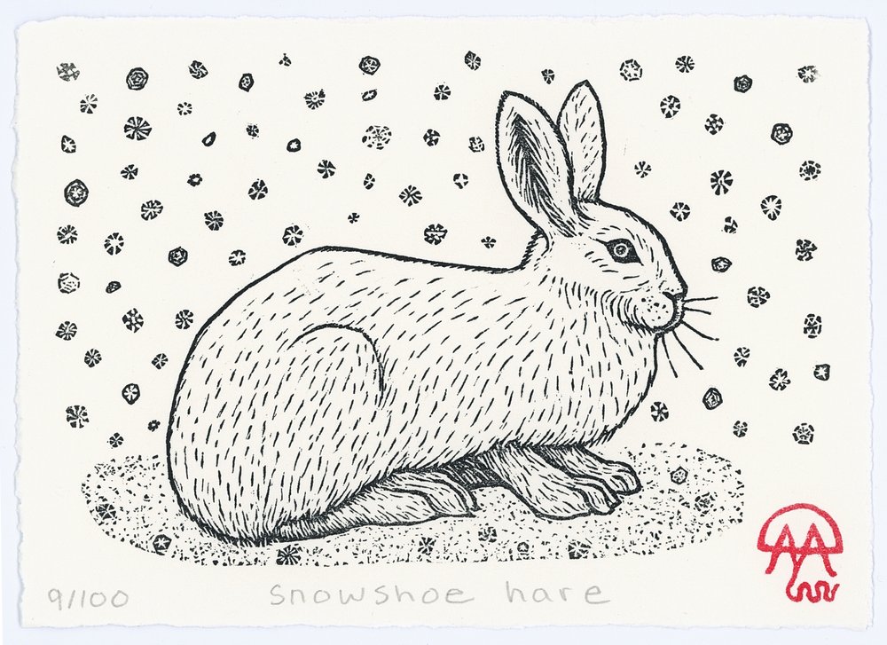 Snowshoe hare â anomal press