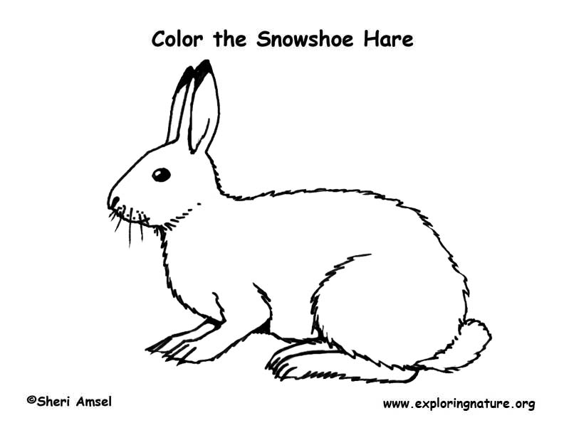 Hare snowshoe â coloring nature