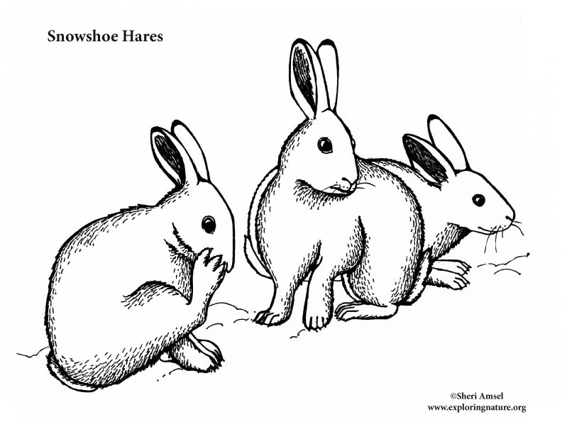 Snowshoe hares coloring page