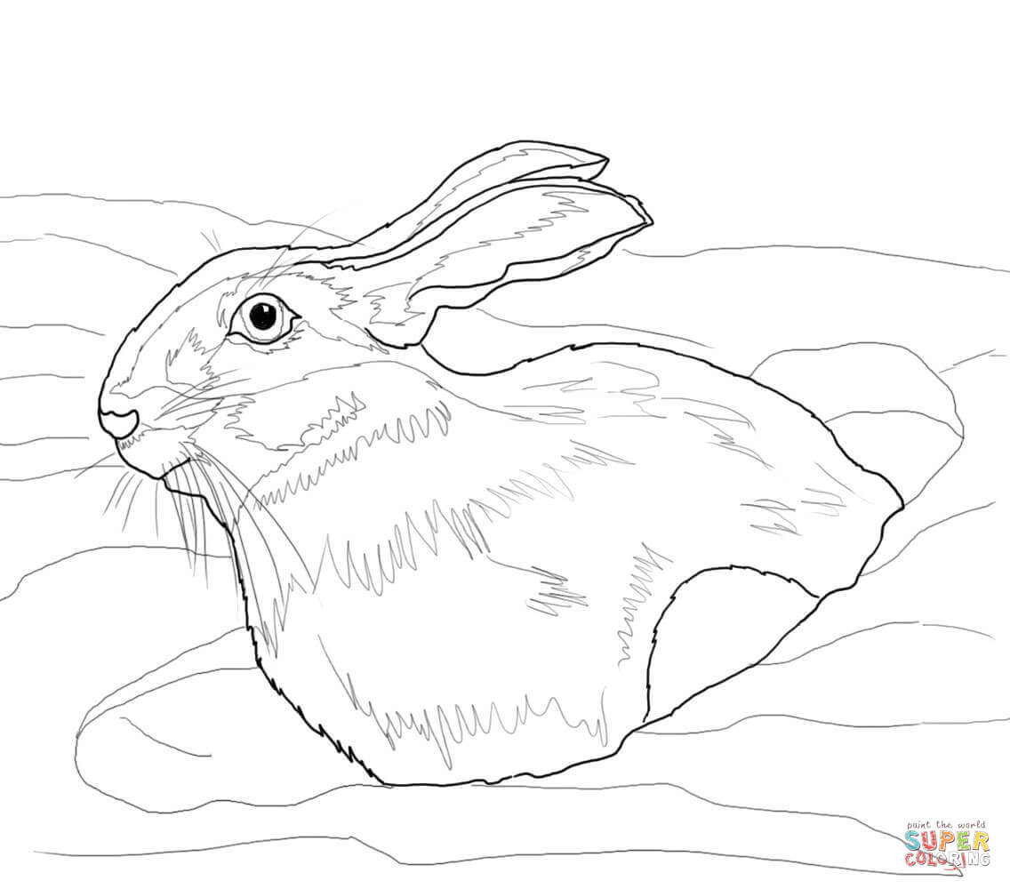 Snowshoe hare in snow drift coloring page free printable coloring pages