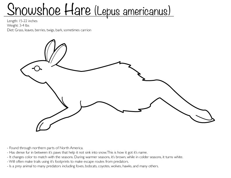 Snowshoe hare coloring page by finwitch on