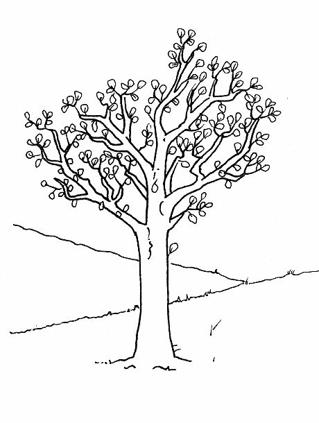 Spring spring coloring pages for adults and teenagers disegni di alberi pagine da colorare per adulti disegni