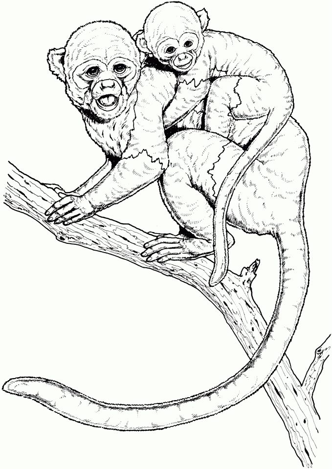 Impressive monkeys pictures to color monkey coloring pages elephant coloring page animal templates