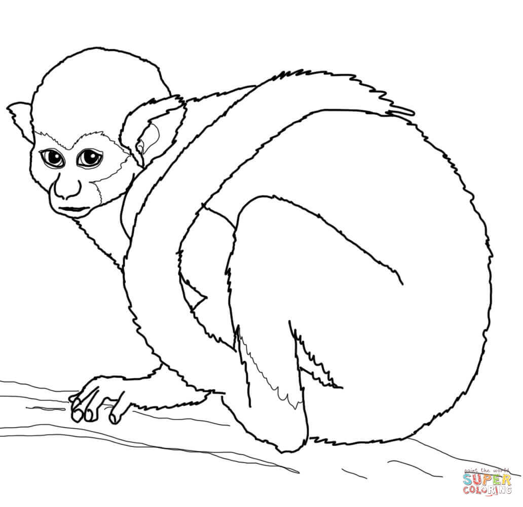 Squirrel monkey coloring page free printable coloring pages