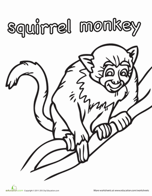 Color the squirrel monkey worksheet education squirrel monkey monkey coloring pages animal habitats