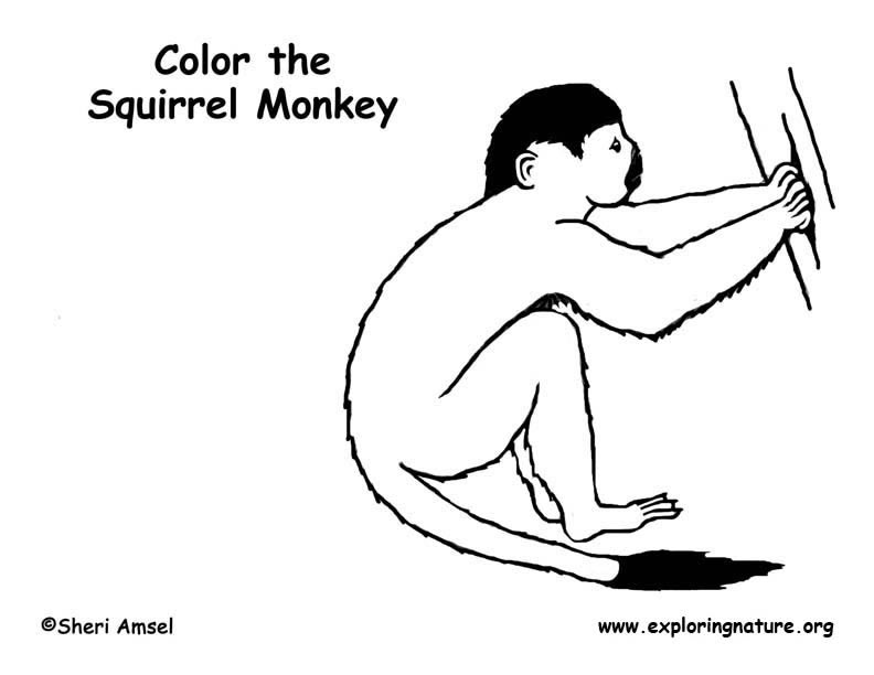 Monkey squirrel coloring page
