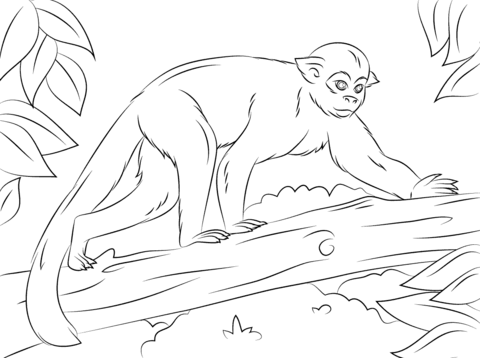 Squirrel monkey on a tree coloring page free printable coloring pages