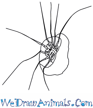 How to draw a trapdoor spider