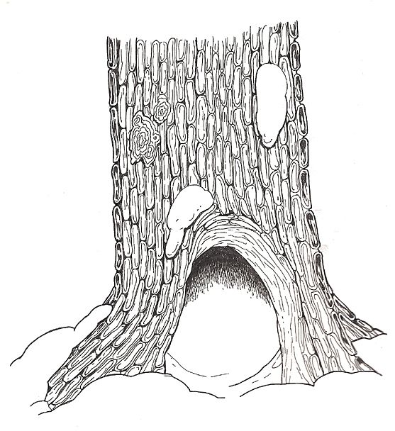 The mitten hollow tree base coloring page coloring pages mitten tree base