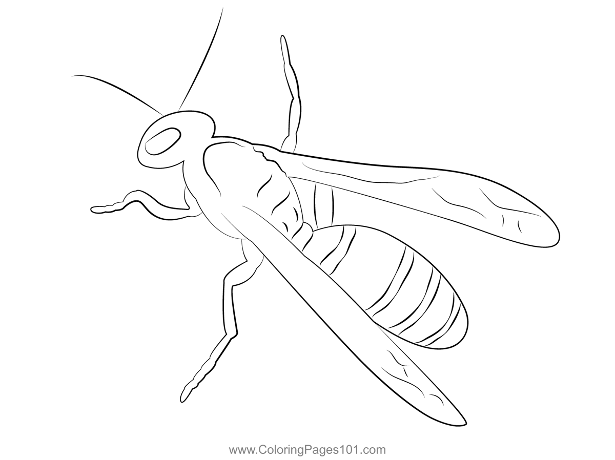 Wasp coloring page for kids