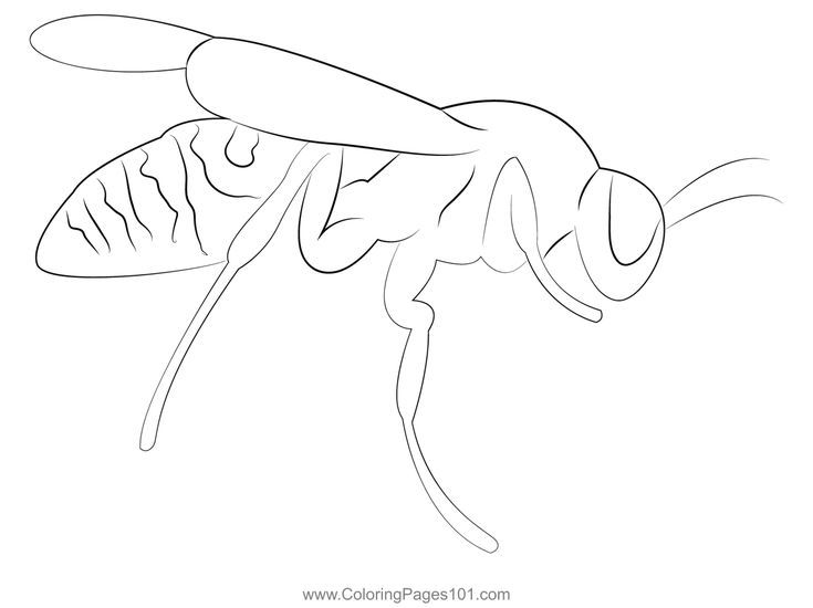 Wasp seet up coloring page coloring pages coloring pages for kids printable coloring pages
