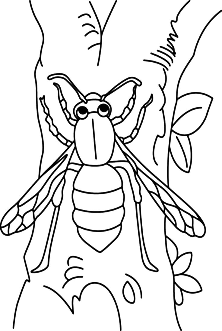 Wasp coloring pages