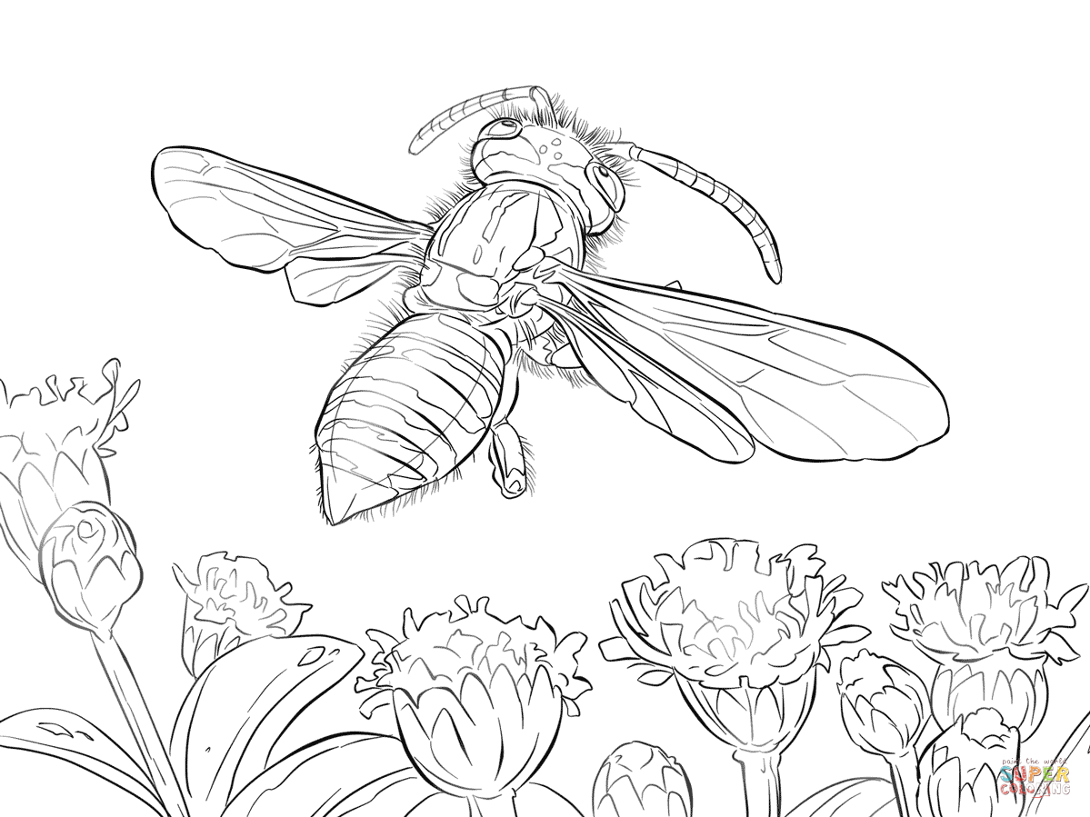 Yellow jacket wasp coloring page free printable coloring pages