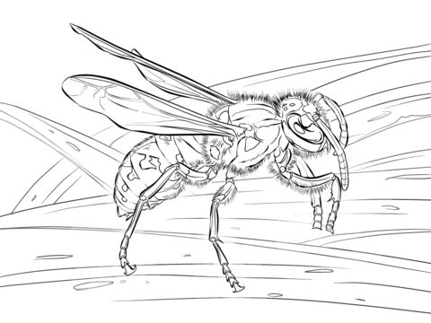 Realistic european wasp coloring page free printable coloring pages coloring pages free printable coloring pages realistic