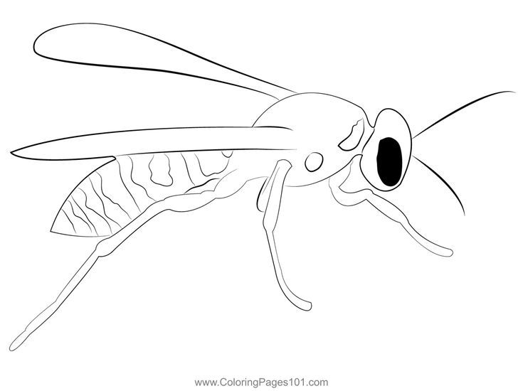 European paper wasp coloring page coloring pages printable coloring pages coloring pages for kids