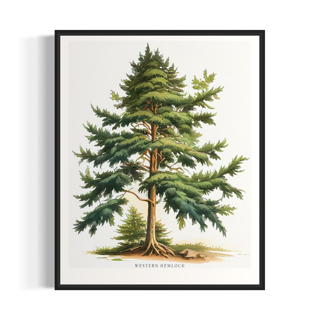 Western hemlock tree art print western hemlock tree wall art poster