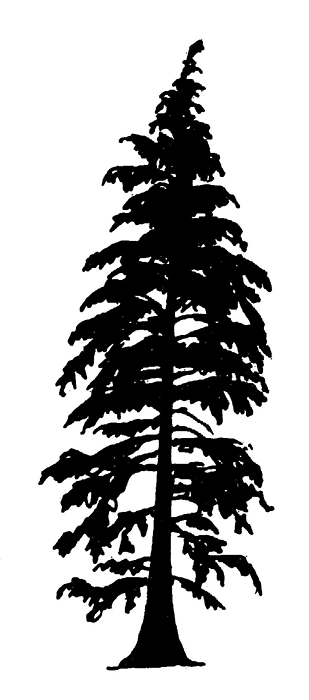 Western hemlock tree silhouette cedar trees tree tattoo