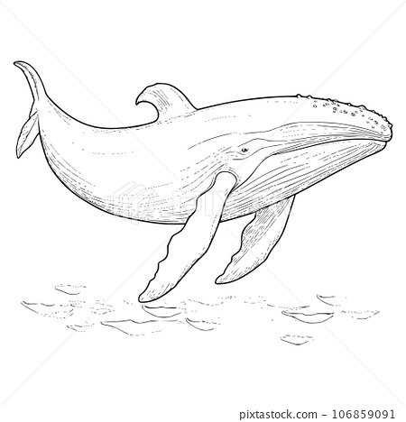 Blue whale coloring pages drawing for kids