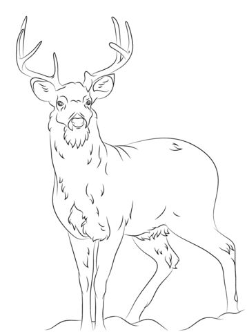 White tail deer coloring page free printable coloring pages deer coloring pages horse coloring pages animal coloring pages