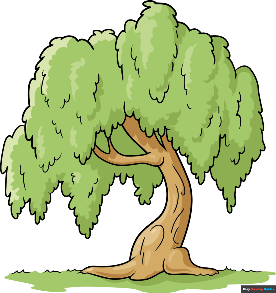 How to draw a willow tree