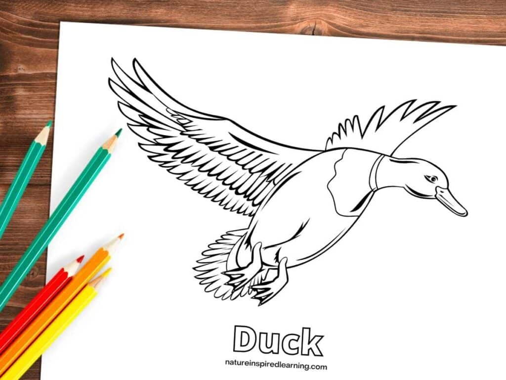 Realistic duck coloring pages