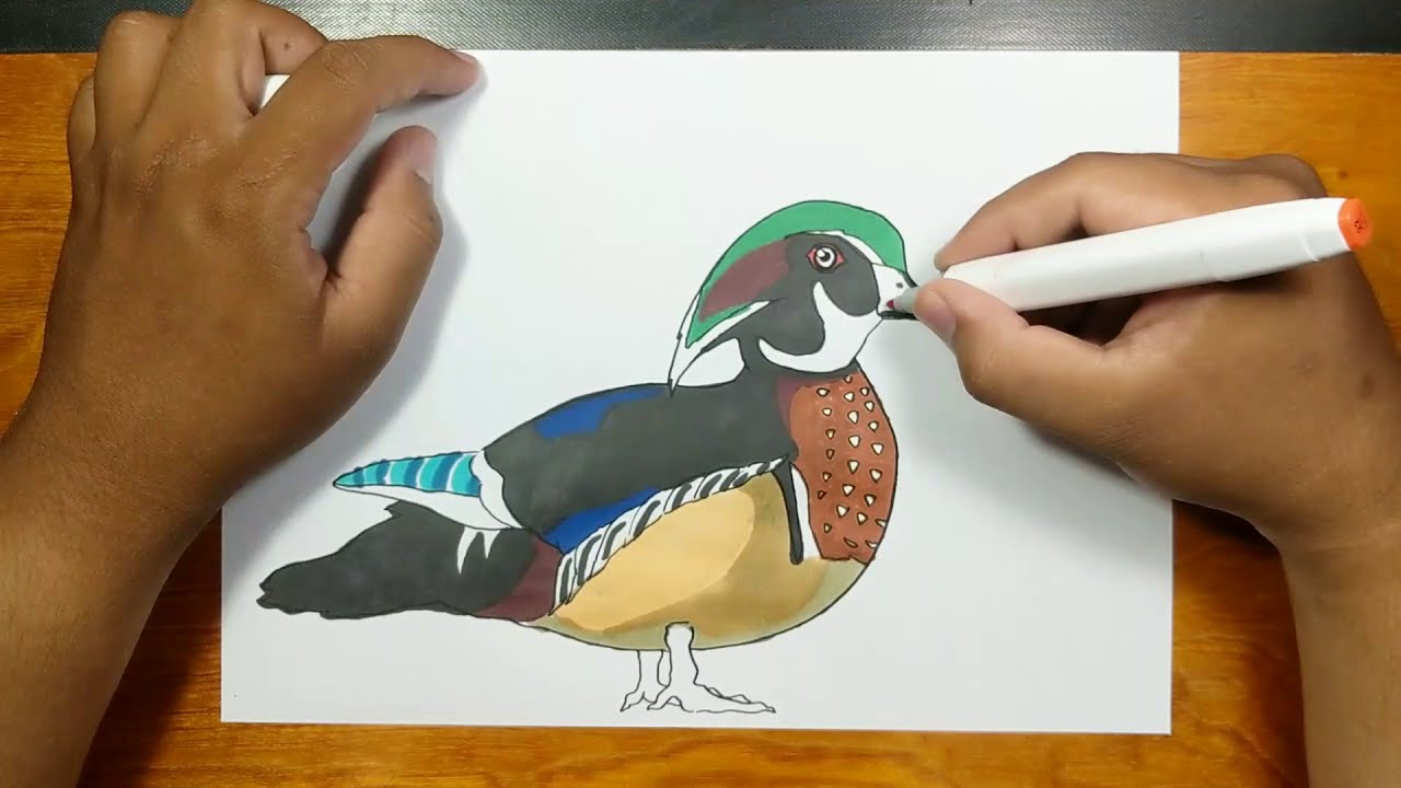 How to draw and coloring wood duck bird step by step