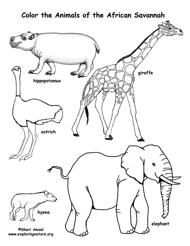 Savanna african animals coloring page