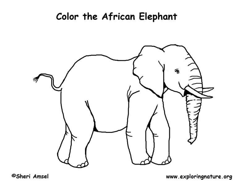 Elephant african coloring page