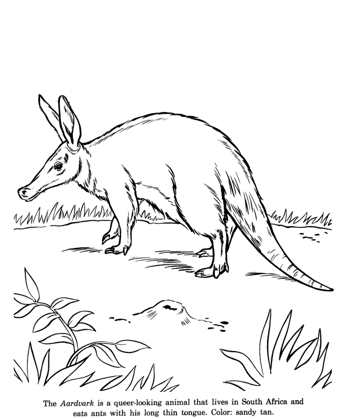 Animal drawings coloring pages aardvark animal identification drawing and coloring pages honkingdonkey animal drawings drawings animal coloring pages