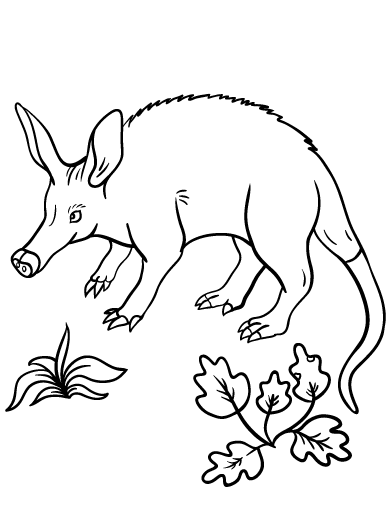 Free aardvark coloring page