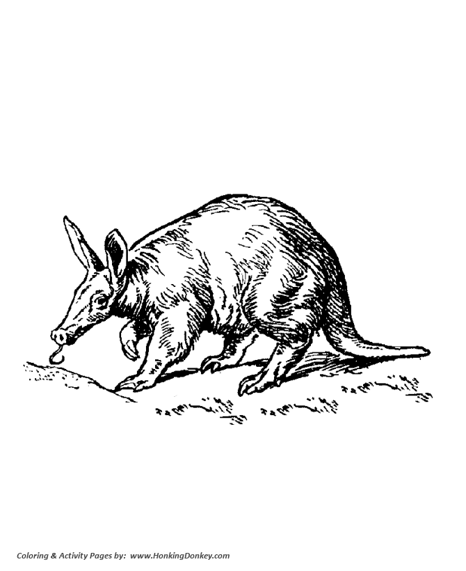 Ant eater coloring pages aardvark coloring page and kids activity sheet