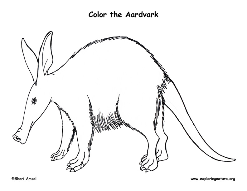 Aardvark coloring page