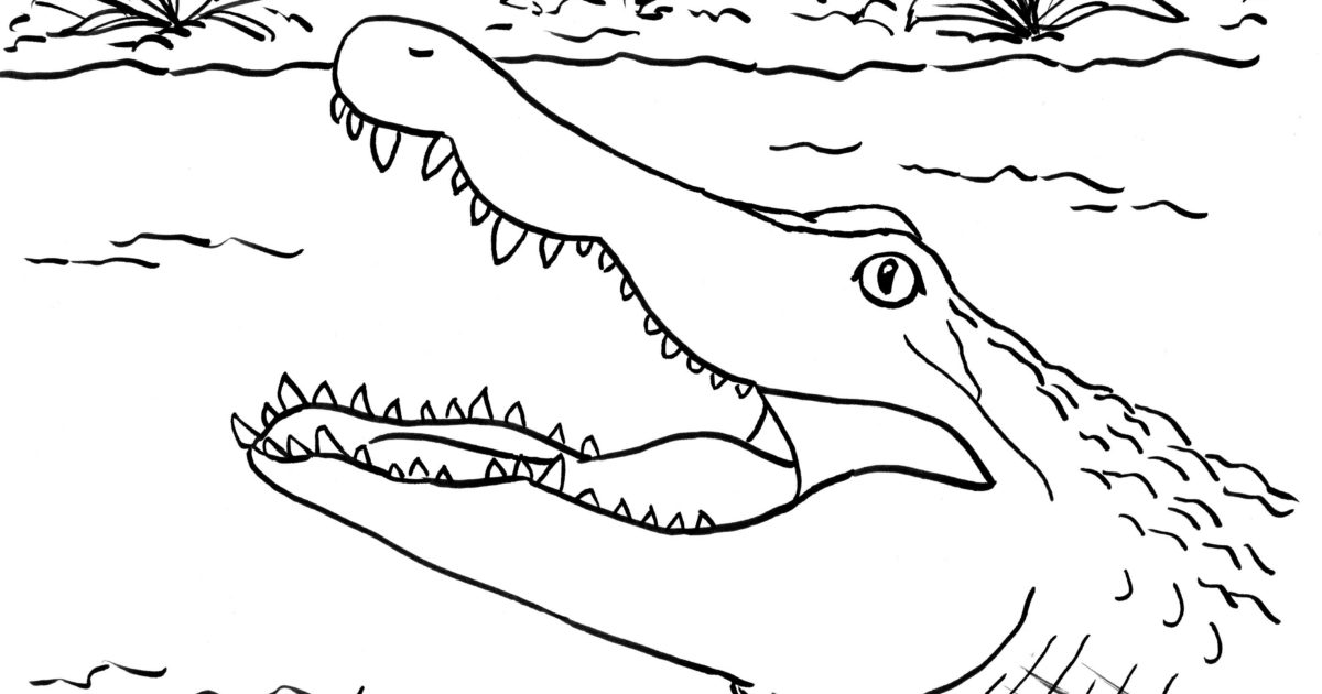 Alligator coloring page
